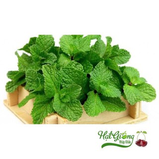 Gói 100 Hạt giống bạc hà LINH NGOC