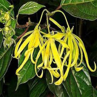 CÂY GIỐNG HOÀNG LAN( NGỌC LAN VÀNG)