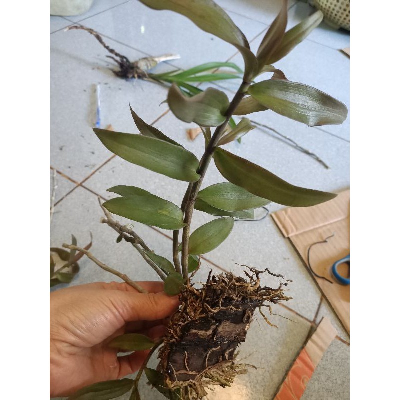 Combo 3 cây giống lan giả hạc pháp