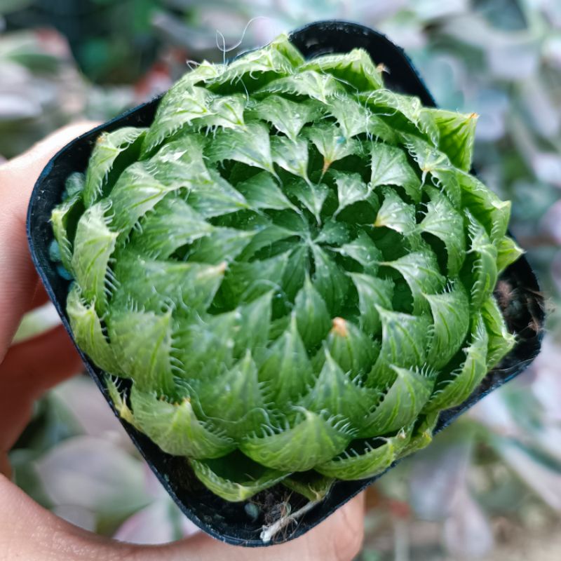 Siêu Sale 50%-Sen đá Haworthia Dạ Quang tròn trịa.