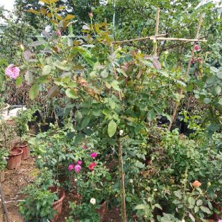 2 cây hoa hồng tree thân gỗ