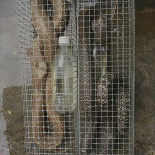 Lồng bẫy rắn 50cm
