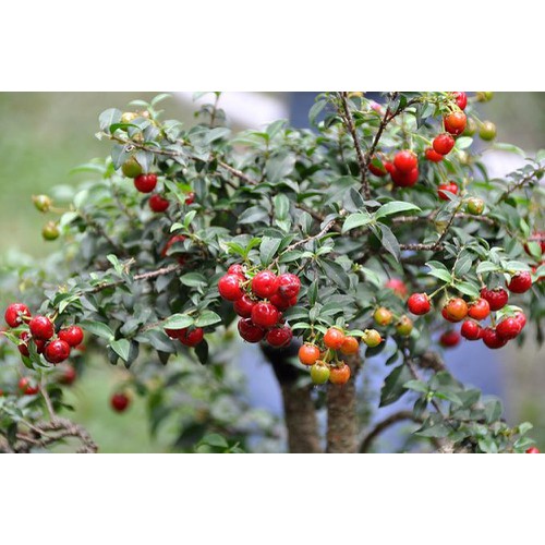 COM BO 5 BẦU cây GIỐNG HỒNG NGỌC MAI BONSAI + Tặng 02 cây nhót ngọt