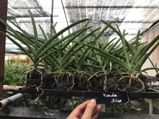 Hoa Lan Vanda Kim