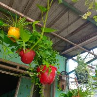 Trầu Bà Thái