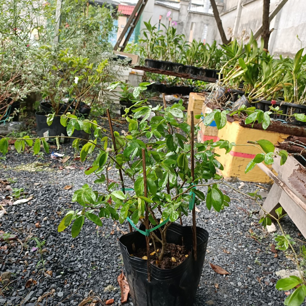 Cây điệp lào, cây cho hoa quanh năm, thân dẻo dễ tạo dáng bonsai - Calliandra emarginata