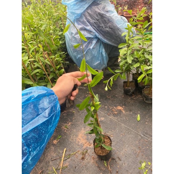 CÂY CÚC TẦN ẤN ĐỘ che nắng tự nhiên