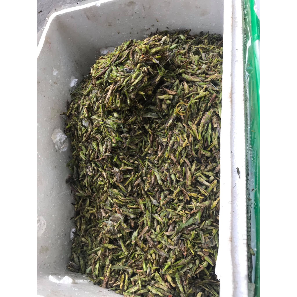 500g Cám chim khướu giàu dinh dưỡng, Vỗ béo & Kích lửa