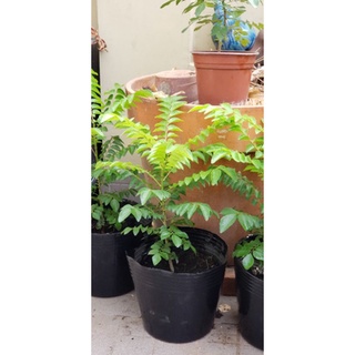 Curry Leaves Plant - Cây lá cà ri