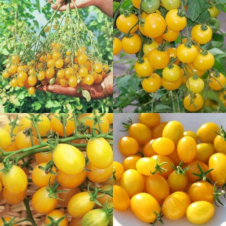 Hạt giống cà chua bi chùm vàng cây cao IIDY gói 30 hạt xuất xứ Đức