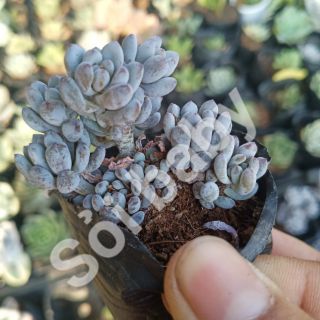 Combo 3 loại sen đá sỏi