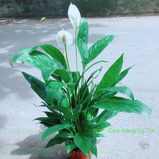 Cây lan ý hàng đẹp