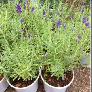 Cây giống hoa oải hương