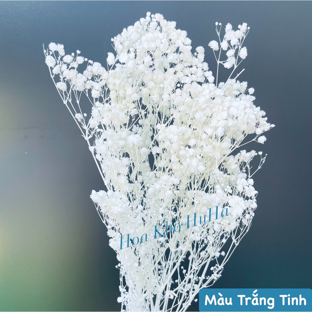 Combo  Hoa khô baby- hoa baby khô - Quà Tặng, Decor Trang Trí