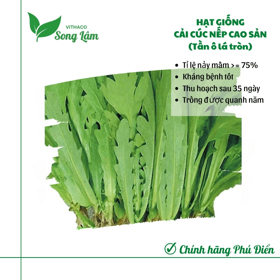 Gói 20g Hạt giống rau Cải Cúc Nếp Cao Sản (Rau Cúc Tần Ô) thơm ngon, trồng quanh năm
