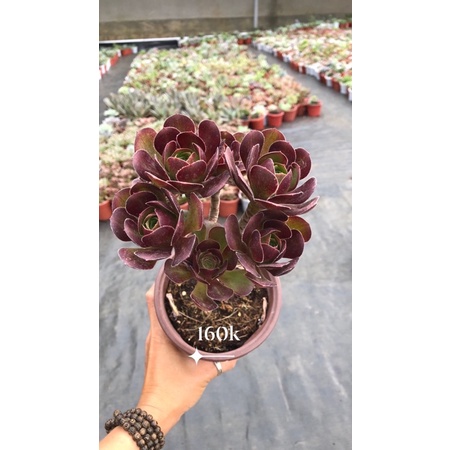 Sen đá Aeonium đủ loại