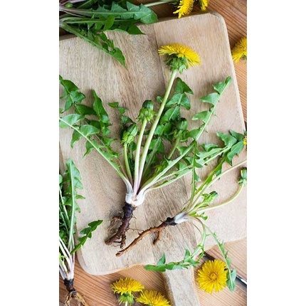 100g DANDELION khô | Nguyên liệu Spell / Witchcraft - Trà thảo mộc | Ancient Magic by Ly Hỏa