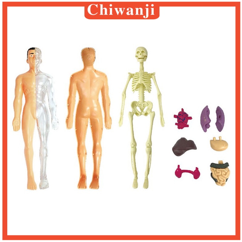 Mô hình giải phẫu cơ thể người dùng để trưng bày chuyên dụng chất lượng cao