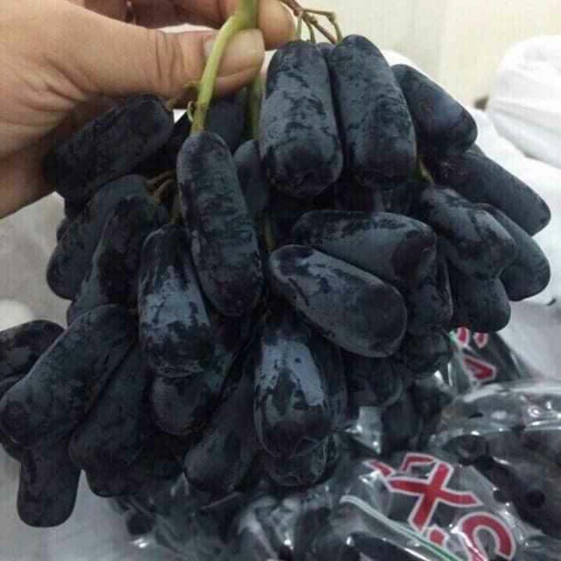 cây giống nho ngón tay đen