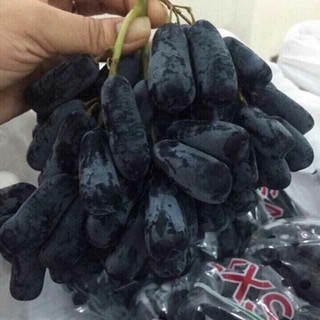 cây giống nho ngón tay đen