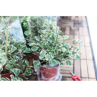 Cây Bàng Lá Tim Cẩm Thạch (Ficus deltoidea Jack f. Variegata, Bàng Lá Tim Cẩm Thạch)