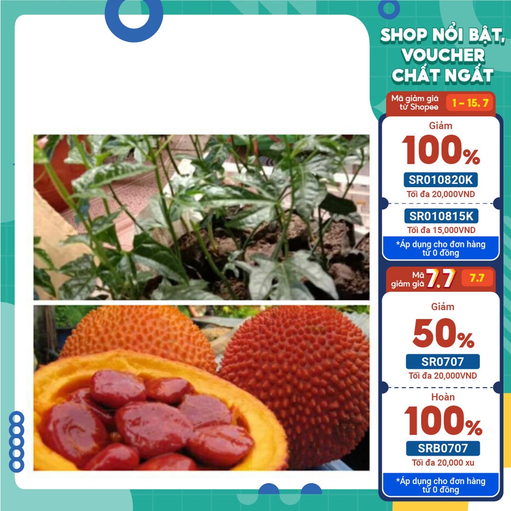 Cây giống gấc nếp