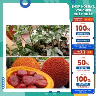 Cây giống gấc nếp