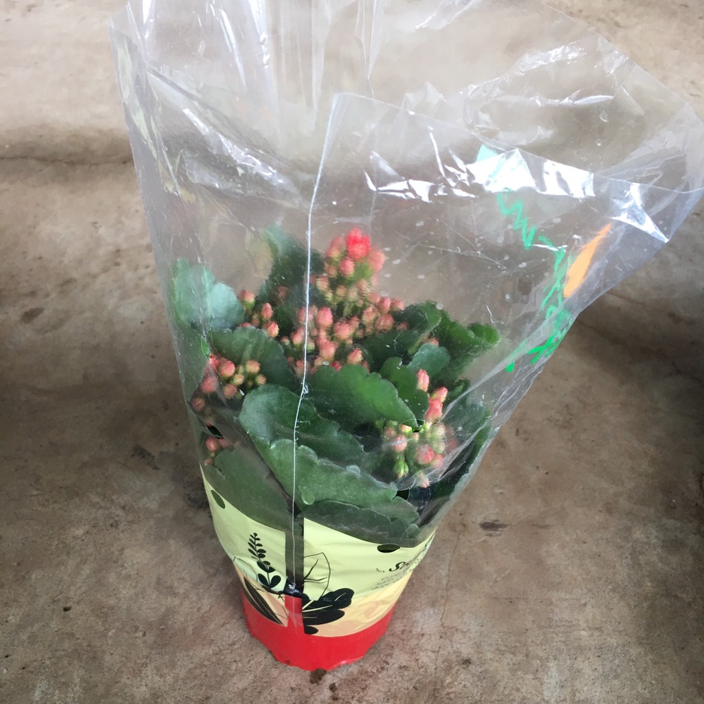 Cây Hoa Sống Đời HOA KÉP Để Bàn Siêu Nụ Nhiều Hoa