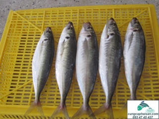 Cá nục khô cửa Lò ( loại 1)