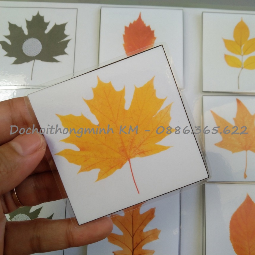 HỌC LIỆU - MATCHING tìm hình của lá