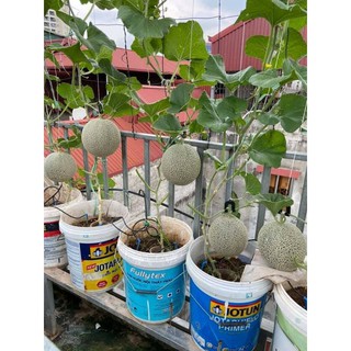 gói 20 Hạt giống dưa lưới xanh ruột cam siêu ngọt
