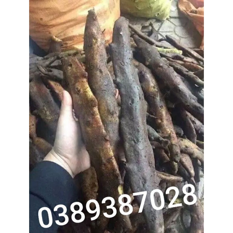 tắc kè đá(cốt toái bổ),3kg