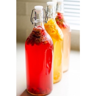 Scoby - Men làm trà Kombucha