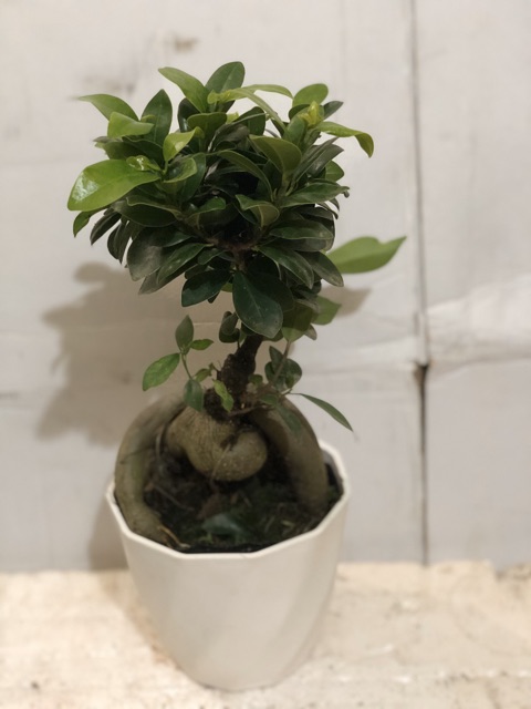 Cây bonsai si nhật