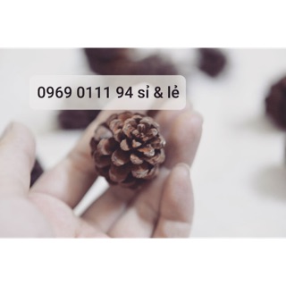 Trái thông khô nguyên bản set 20 quả