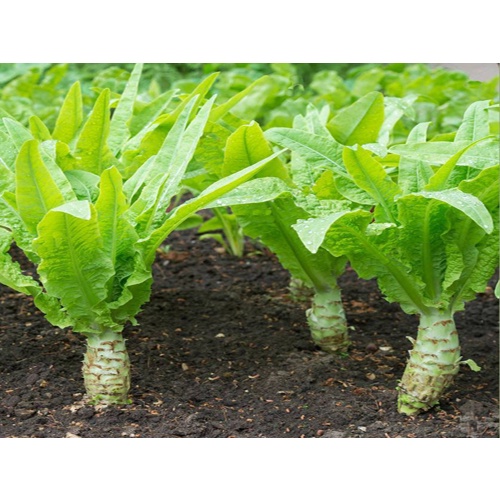 5 Gram Hạt Giống Rau Diếp Thơm Cao Sản