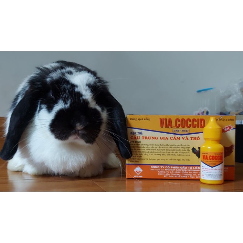 Cầu trùng(via coccid)&Ecoli(nanocoli) cho thỏ