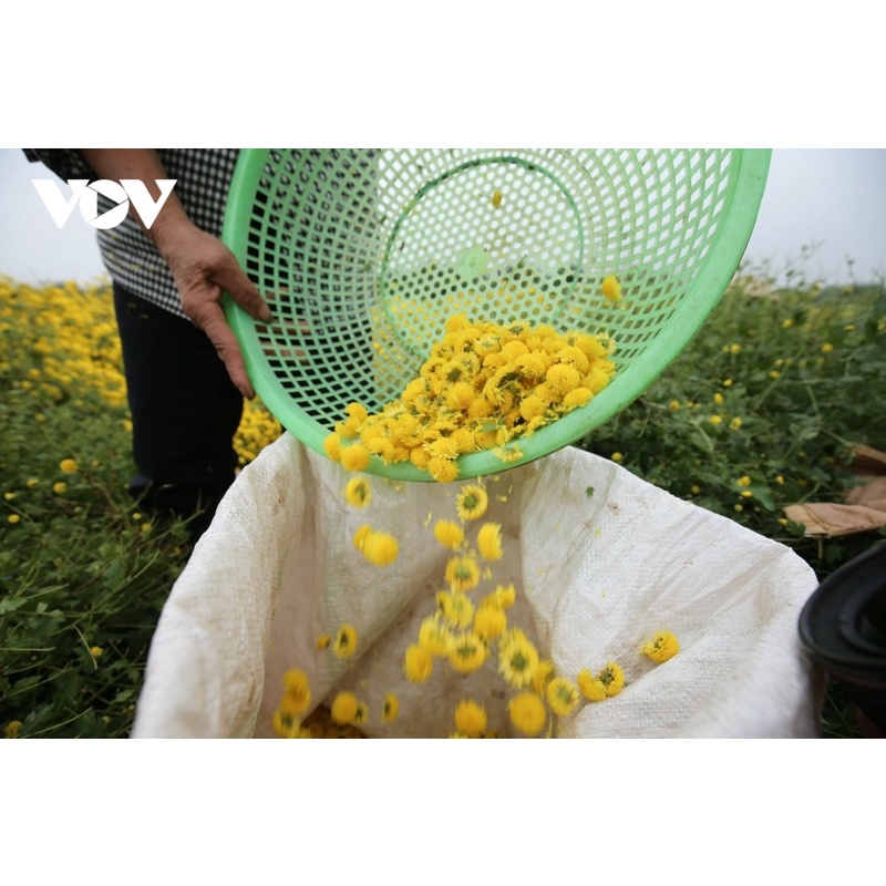 ✅[LOẠI THƯỢNG HẠNG]100gr Trà Hoa Cúc Tiến Vua  Sấy Khô Nguyên Bông Hoa Cúc Chi Ngủ Ngon, Sáng Mắt, Thanh Nhiệt, Giải Độc