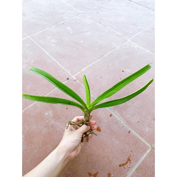 LAN CHỒN BÓC RỪNG 1 CÂY