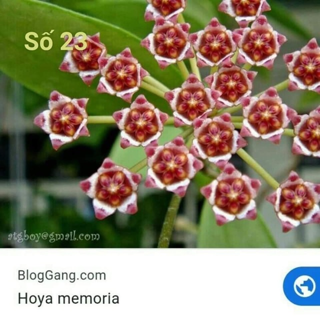 Lan Cẩm Cù