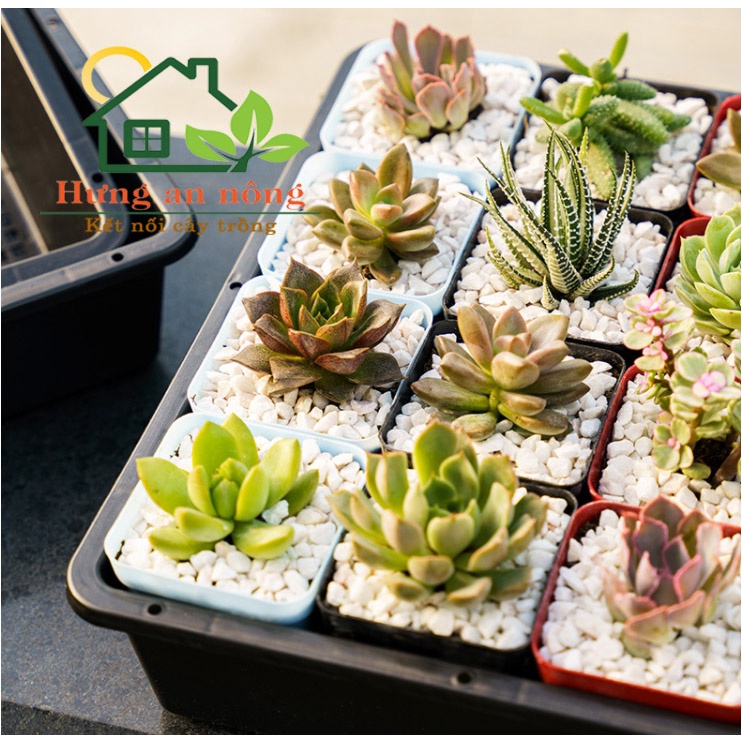 KC36L1 - Sét khay 36cm + 20 chậu vuông màu 7cm tiện trồng sen đá xương rồng