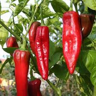 30 hạt giống ớt sừng