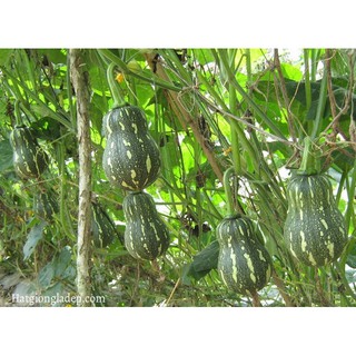 Hạt Giống Bí Hạt Đậu - 10 Hạt / Gói