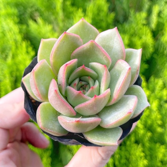 Sen đá kim lam 5-7cm - Vườn sen đá