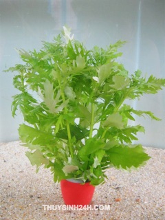 THỦY CÚC (8 nhánh)
