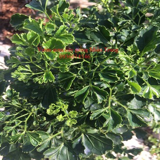 Cây Đinh lăng lá tròn - Size Mini