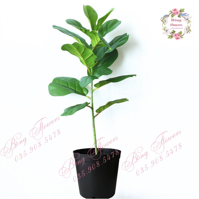 Cây bàng giả - Cây bàng Singapore cao 120cm 3 nhánh - CHƯA CHẬU