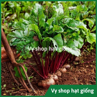 Hạt giống củ dền đỏ cao sản gói 50 hạt