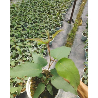 Khuynh diệp chanh/bạch đàn chanh/Lemon eucalyptus - Trang Flowers