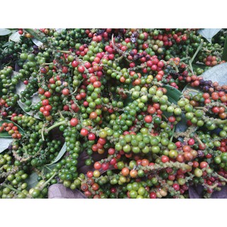 Hạt tiêu đen - 500 gram